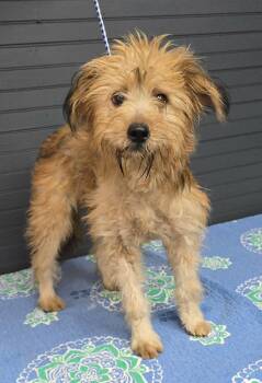 Splendid -  Terrier and Yorkshire Terrier Dog for Adoption in New York, New York - Splendid | PetCurious