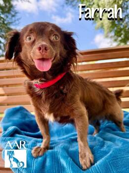 Farrah -  Chihuahua Dog for Adoption in Magnolia, Texas - Farrah | PetCurious