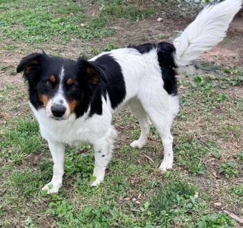 Australian Shepherd and Border Collie Dogs Available for Adoption in Ringwood, Illinois - 1114 Jet | PetCurious
