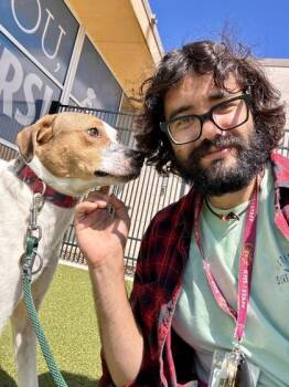 Mixed Breed Dogs Available for Adoption in Wichita, Kansas - Harley Quinn | PetCurious