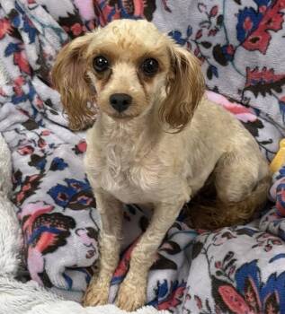 Coraline -  Poodle Dog for Adoption in Mauston, Wisconsin - Coraline | PetCurious