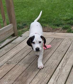 Nakoa - Fostered in Omaha -  Basset Hound and Labrador Retriever Dog for Adoption in Overland Park, Kansas - Nakoa - Fostered In Omaha | PetCurious
