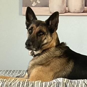 CLOVER -  German Shepherd Dog Dog Available for Adoption in Rockdale, Texas - CLOVER | PetCurious