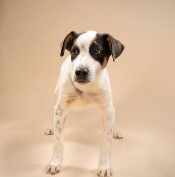 Retriever and Mixed Breed Dogs Available for Adoption in Fort Worth, Texas - Jambalaya | PetCurious