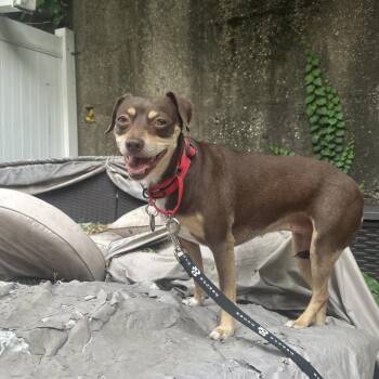 Mrs. Potato Head -  Chihuahua and Mixed Breed Dog for Adoption in New York, New York - Mrs. Potato Head | PetCurious
