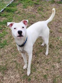 Labrador Retriever and Mixed Breed Dogs Available for Adoption in Leesburg, Virginia - LANDON | PetCurious