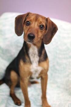 Arthur in NH. Come Meet our Adoptable Dogs Wednesday-Saturday. M -  Beagle Dog for Adoption in Manchester, New Hampshire - Arthur In NH. Come Meet Our Adoptable Dogs Wednesday-Saturday. M | PetCurious
