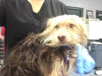 Terrier Dogs Available for Adoption in Thousand Palms, California - A1915925 | PetCurious