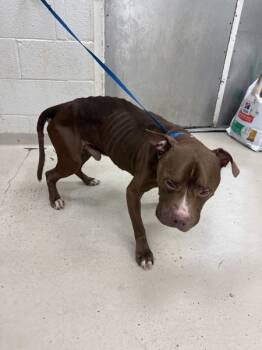 Rescue Pit Bull Terrier Dogs for Adoption in Marietta, Georgia - Cheecho (413) | PetCurious