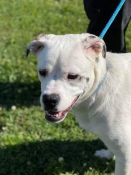 Rescue Boxer Dogs for Adoption in Pocomoke City, Maryland - Milo | PetCurious