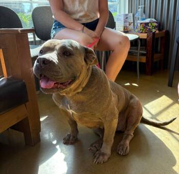 Sweetpea -  Pit Bull Terrier Dog for Adoption in Los Angeles, California - Sweetpea | PetCurious