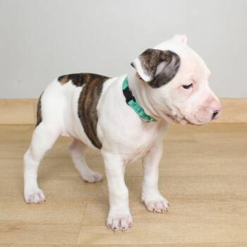 Pit Bull Terrier Dogs Available for Adoption in Minnetonka, Minnesota - Peperoncino D68978 | PetCurious