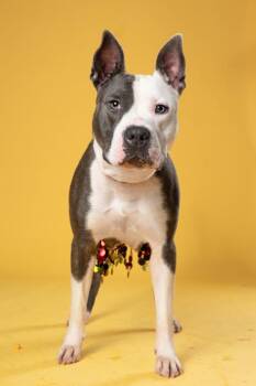 Coo Coo Clock -  Mixed Breed Dog for Adoption in Atlanta, Georgia - Coo Coo Clock | PetCurious
