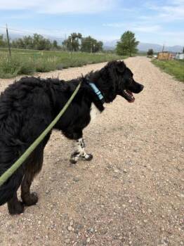 Newfoundland Dog and Mixed Breed Dogs Available for Adoption in Fort Collins, Colorado - Dr. House | PetCurious