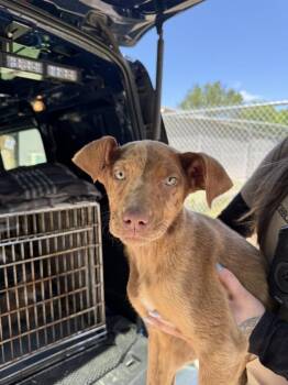Mixed Breed Dogs Available for Adoption in Lawrenceburg, Tennessee - Nora | PetCurious