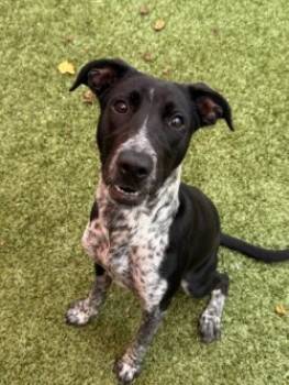 Rescue Mixed Breed Dogs for Adoption in Savannah, Georgia - Becca | PetCurious