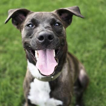 Abby -  Australian Cattle Dog Blue Heeler Dog for Adoption in Krum, Texas - Abby | PetCurious