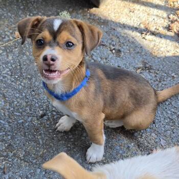 Dan Auerbach -  Chihuahua and Mixed Breed Dog for Adoption in Redmond, Washington - Dan Auerbach | PetCurious