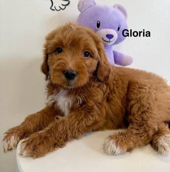 Rescue Goldendoodle Dogs for Adoption in Los Angeles, California - Gloria #0284 | PetCurious