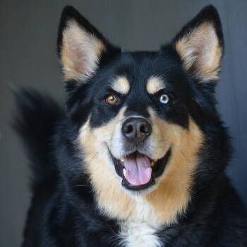 Siberian Husky and Bernese Mountain Dog Dogs Available for Adoption in Amissville, Virginia - Yuna AKA Buggy | PetCurious