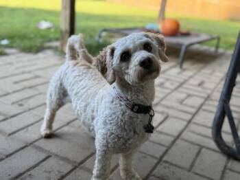 Harrison -  Bichon Frise and Miniature Poodle Dog for Adoption - Harrison | PetCurious