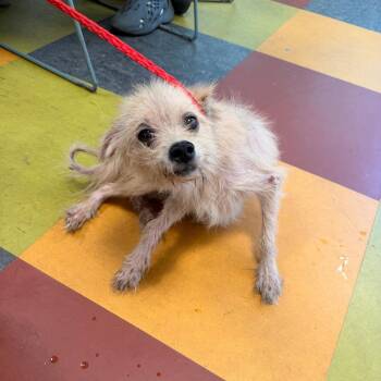 Itchy Moe -  Mixed Breed Dog for Adoption in Philadelphia, Pennsylvania - Itchy Moe | PetCurious