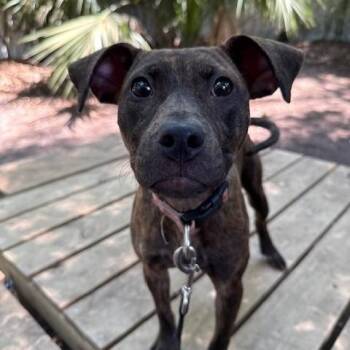 Mixed Breed Dogs Available for Adoption in Charleston, South Carolina - Lisa | PetCurious