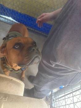 Boxer and Mastiff Dogs Available for Adoption - Brutus | PetCurious