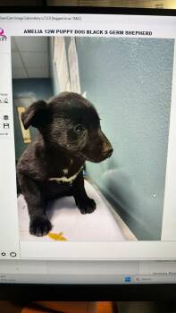 Mixed Breed Dogs Available for Adoption - AMELIA | PetCurious