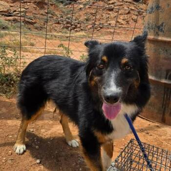 Arlo -  Australian Shepherd and Border Collie Dog for Adoption in Coeur D