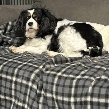 Cavalier King Charles Spaniel Dogs Available for Adoption - Tammy.  Great Dog.  | PetCurious