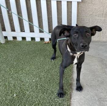 A613440 -  German Shepherd Dog and Labrador Retriever Dog for Adoption in Modesto, California - A613440 | PetCurious