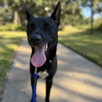 Rescue Shepherd Dogs for Adoption in Sugar Land, Texas - Cowboy | PetCurious