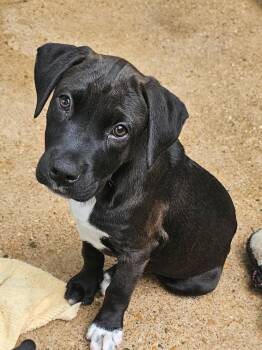 Mixed Breed Dogs Available for Adoption in Sterling, Massachusetts - Trina - 3 Months ( Avail 6/4) | PetCurious