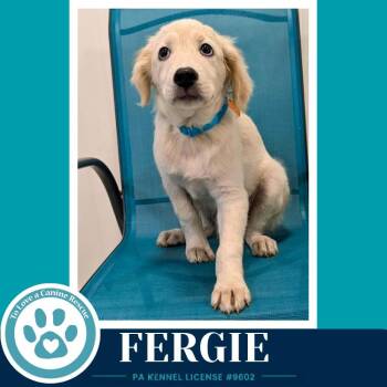 Fergie (The Palace Pups) 071826 -  Australian Shepherd and Mixed Breed Dog for Adoption in Kimberton, Pennsylvania - Fergie (The Palace Pups) 071826 | PetCurious