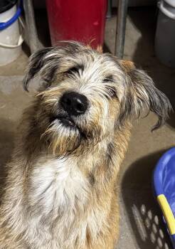 Irish Terrier Dogs Available for Adoption - Charlie | PetCurious