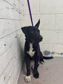MARK -  Pit Bull Terrier and Mixed Breed Dog for Adoption in San Bernardino, California - MARK | PetCurious