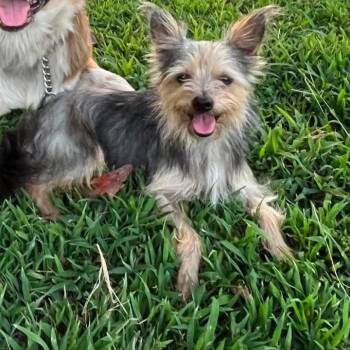 Rico -  Yorkshire Terrier Dog for Adoption in Wadena, Minnesota - Rico | PetCurious