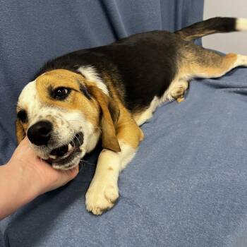 Beagle Dogs Available for Adoption - Roscoe | PetCurious
