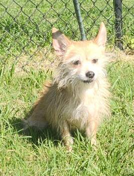 Rusty -  Terrier Dog for Adoption in Little Rock, Arkansas - Rusty | PetCurious