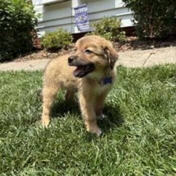Elaine -  Shepherd and Labrador Retriever Dog for Adoption in Potomac, Maryland - Elaine | PetCurious