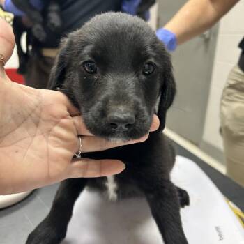 Wire Fox Terrier Dogs Available for Adoption in Lufkin, Texas - Alfie | PetCurious