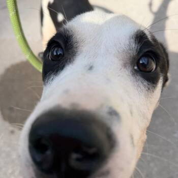 Romeo (1993) -  Mixed Breed Dog for Adoption in Charleston, West Virginia - Romeo (1993) | PetCurious