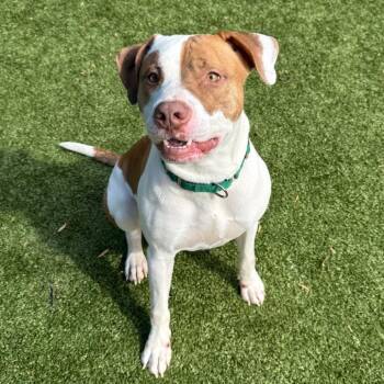 Pit Bull Terrier Dogs Available for Adoption - Plankton | PetCurious