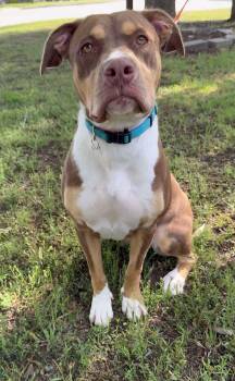 American Bulldog and Doberman Pinscher Dogs Available for Adoption in Riverside, Iowa - Millie | PetCurious