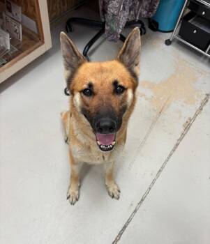 Ruby -  German Shepherd Dog Dog for Adoption in Findlay, Ohio - Ruby | PetCurious