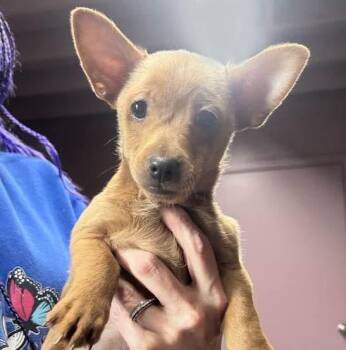 Chiweenie Dogs Available for Adoption in Vacaville, California - HAIKU | PetCurious