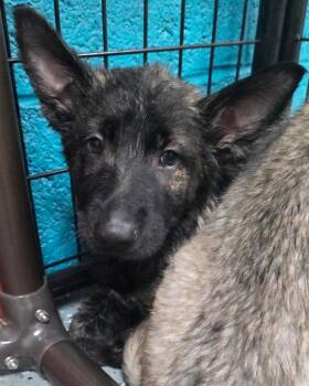 Dutch Shepherd and Mixed Breed Dogs Available for Adoption - Pitstop | PetCurious