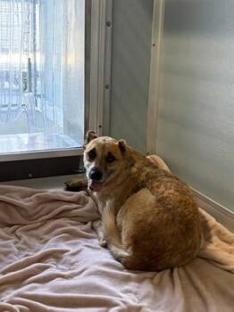 Solar Flare -  Cattle Dog and Mixed Breed Dog for Adoption in Fresno, California - Solar Flare | PetCurious