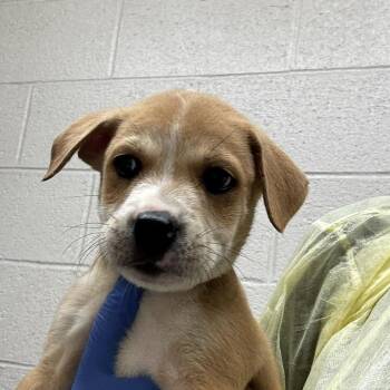 Carolina Dog Dogs Available for Adoption in Concord, North Carolina - Wafflez | PetCurious